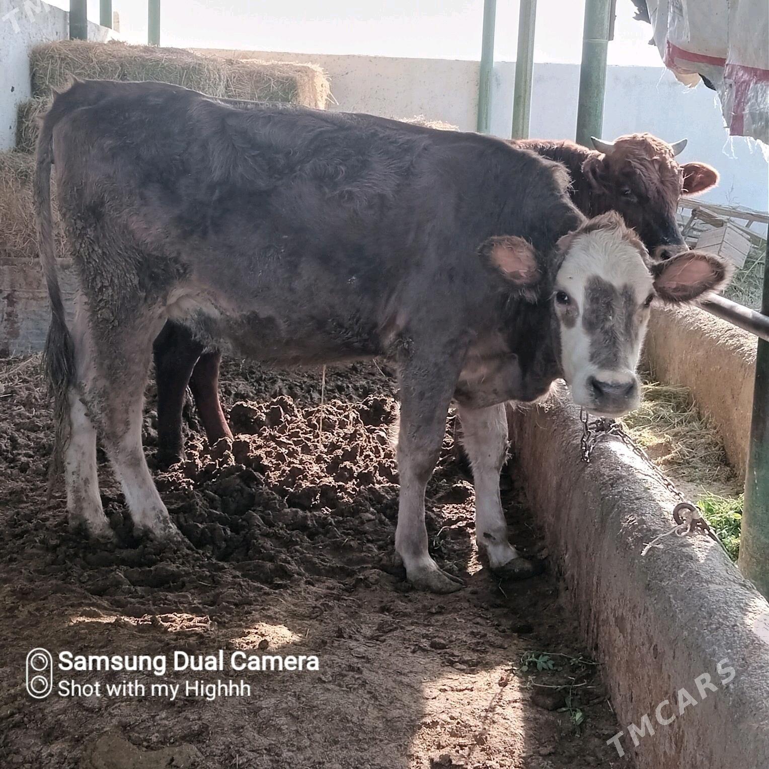 tuwe sygyr - Gökdepe - img 1