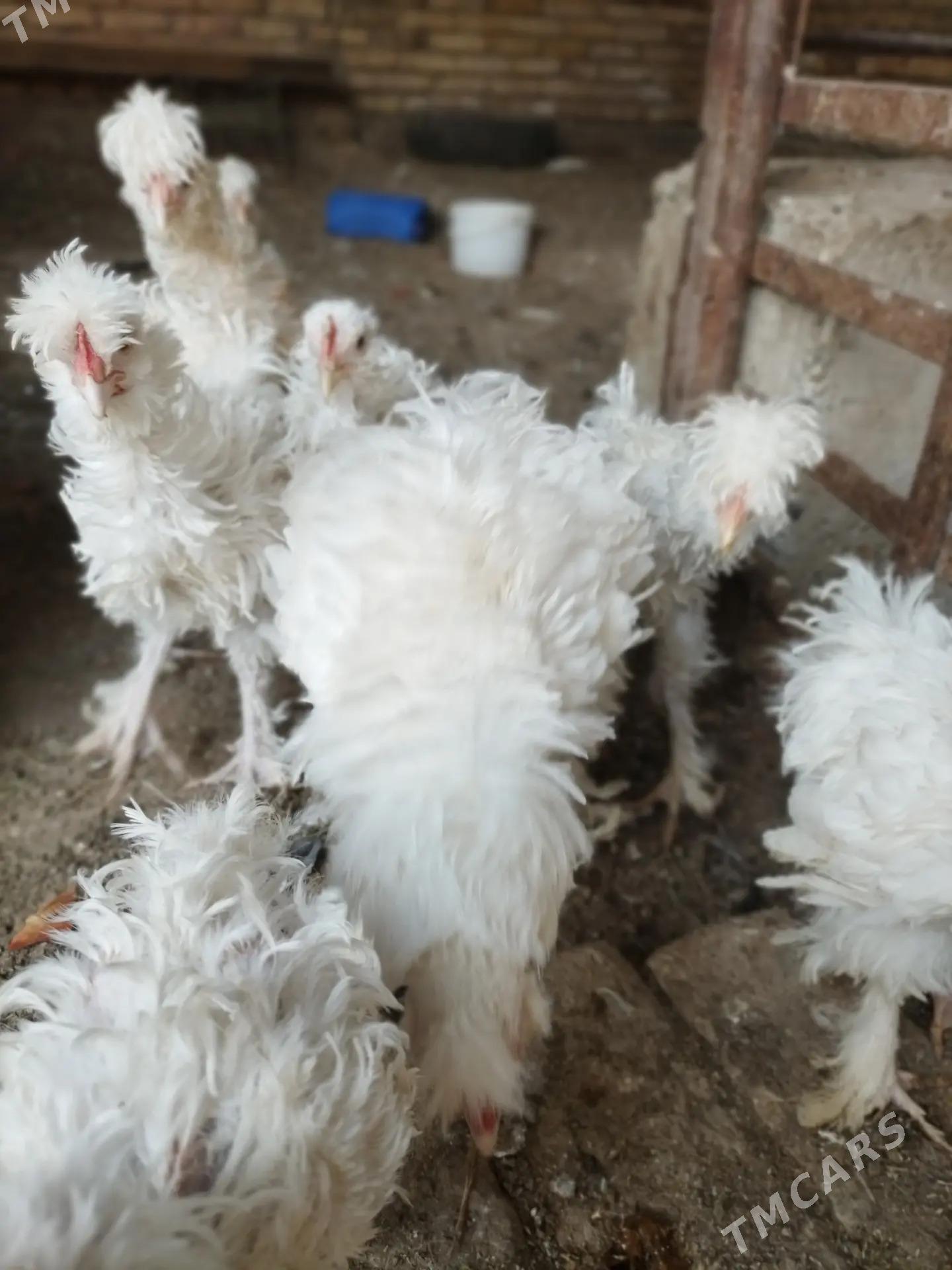 Kirpi tüy towuk jüje  - Туркменабат - img 1