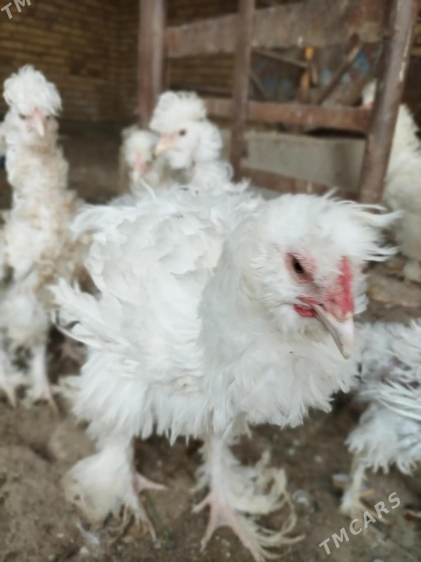 Kirpi tüy towuk jüje  - Туркменабат - img 5