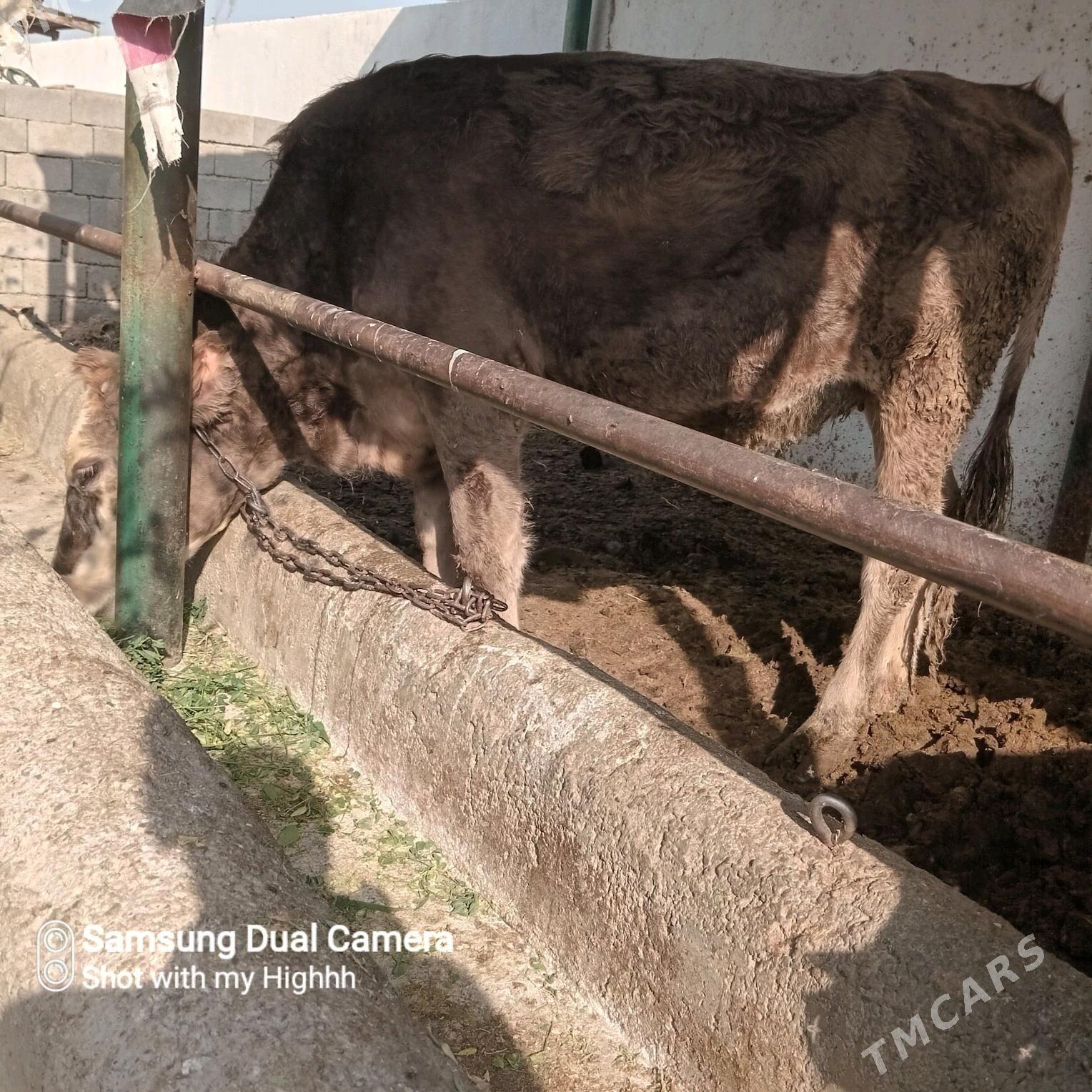 tuwe sygyr - Gökdepe - img 3