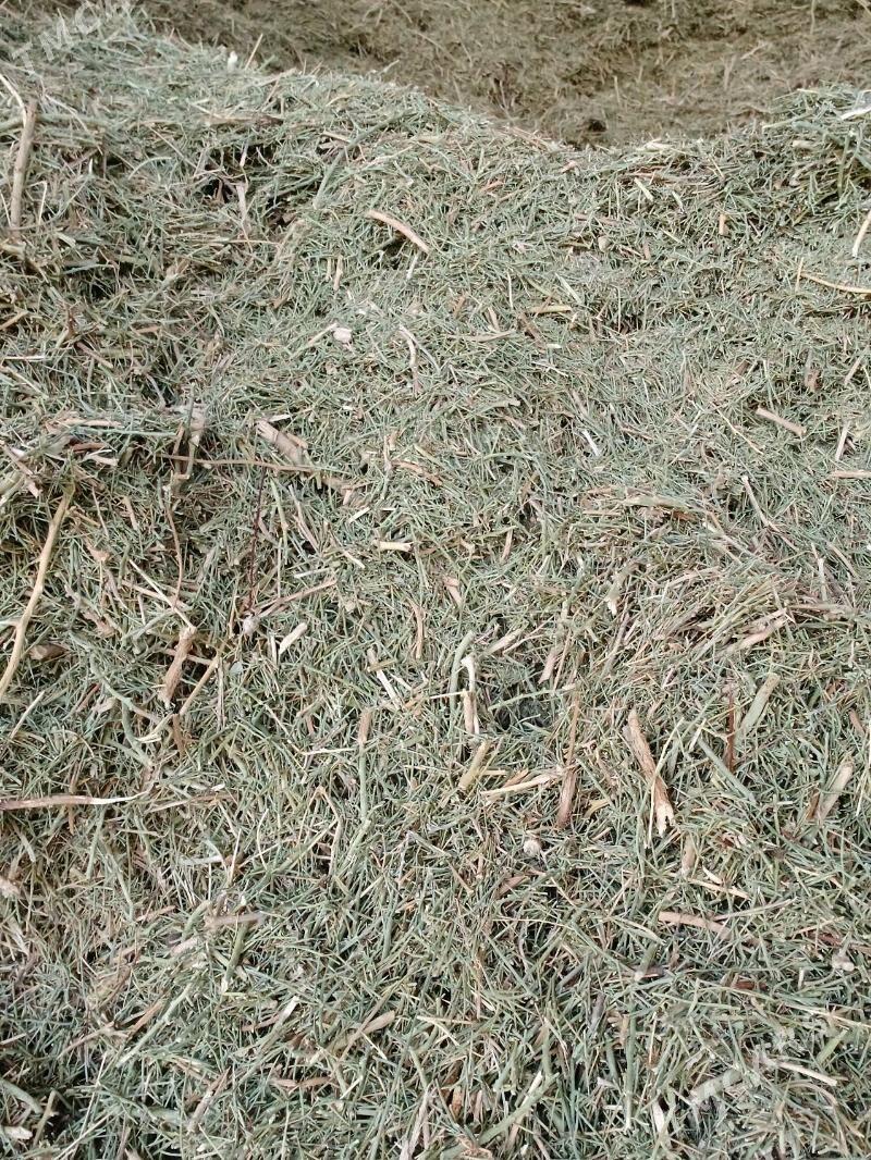 Ŭwelen ÿandak - Çoganly - img 1