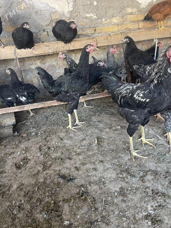 horaz - Türkmenabat - img 3