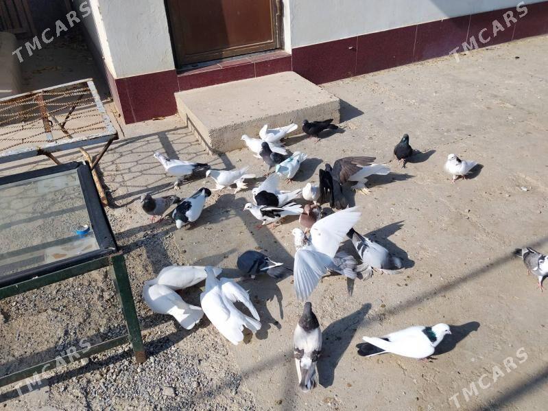 Kepderi - Gökdepe - img 7