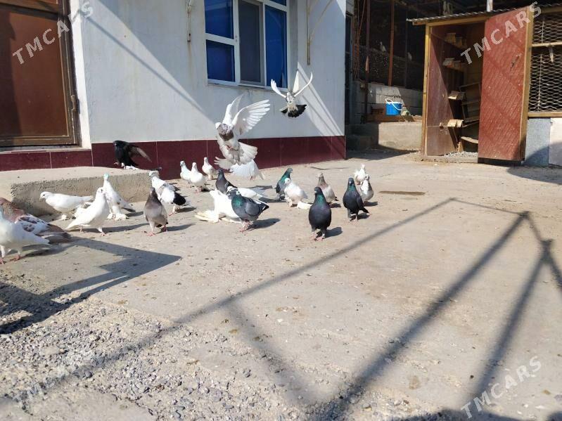 Kepderi - Gökdepe - img 4