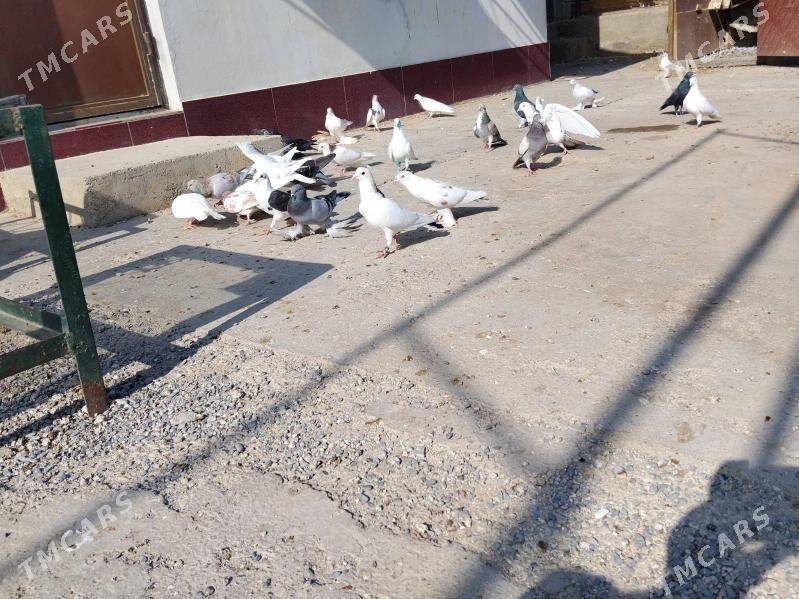 Kepderi - Gökdepe - img 2