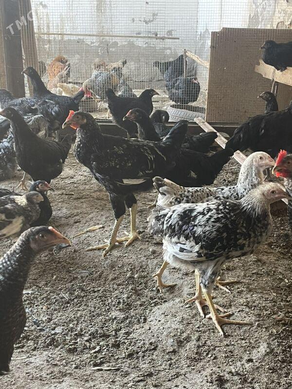 horaz - Türkmenabat - img 2