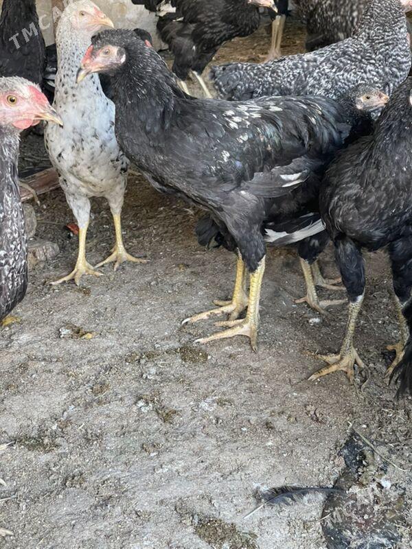 horaz - Türkmenabat - img 5