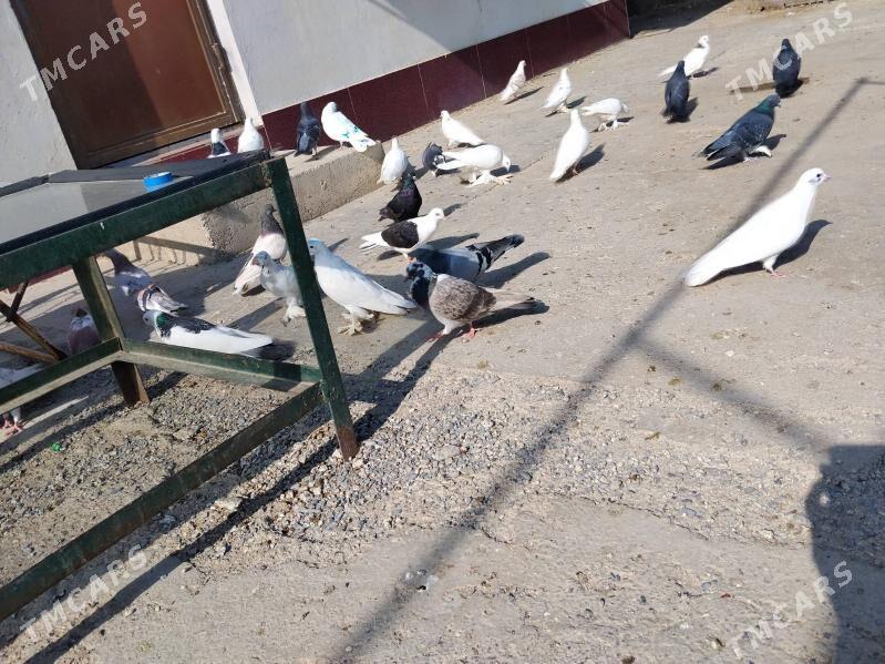 Kepderi - Gökdepe - img 5