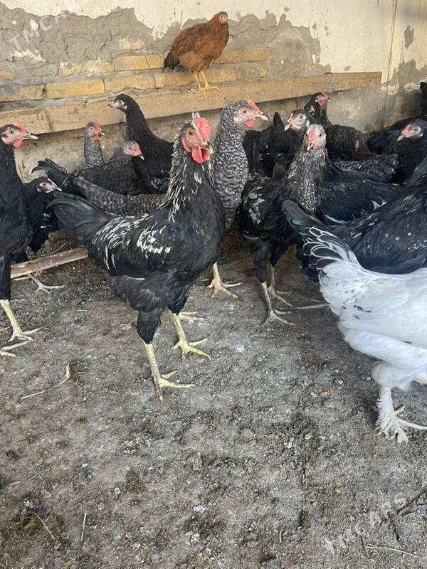 horaz - Türkmenabat - img 4