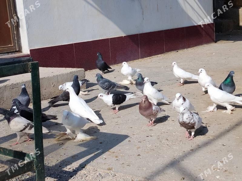 Kepderi - Gökdepe - img 3