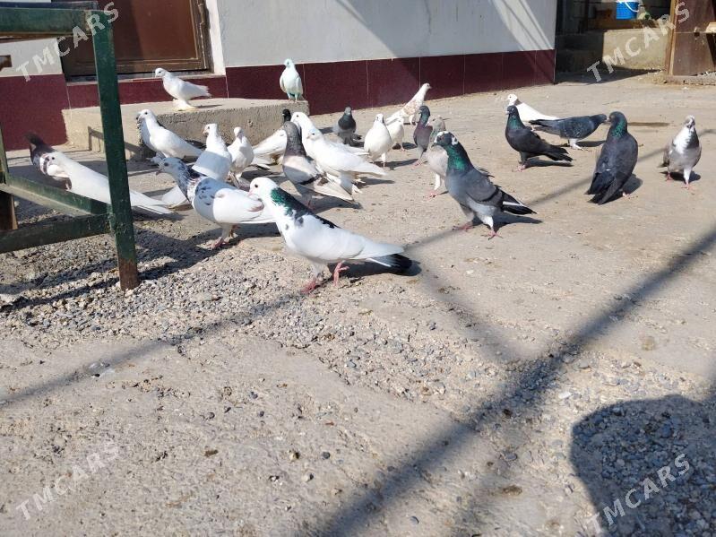 Kepderi - Gökdepe - img 6