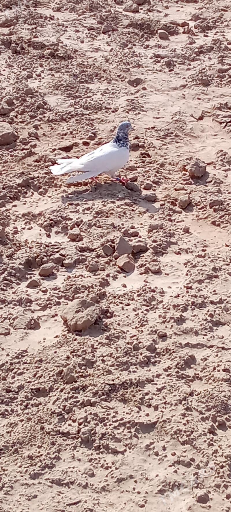 kepderi 🪽️️🪽 - Garagum etraby - img 1