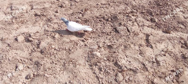 kepderi 🪽️️🪽 - Garagum etraby - img 3