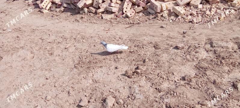 kepderi 🪽️️🪽 - Garagum etraby - img 2