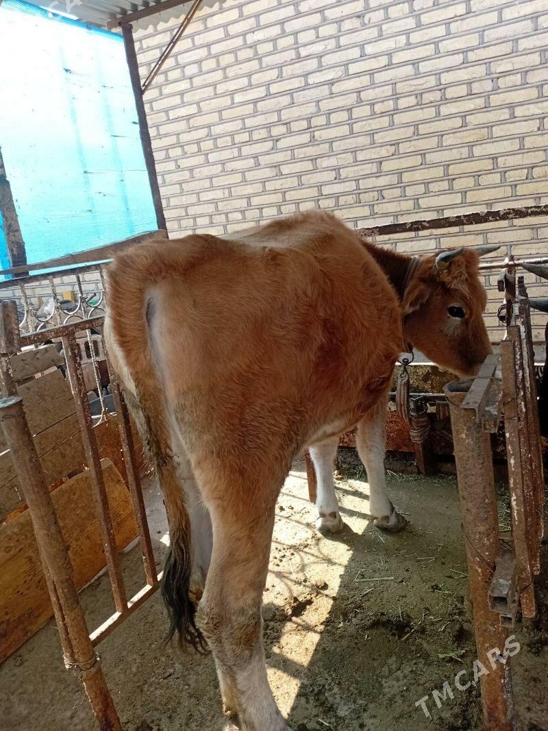 tüwe - Теджен - img 1