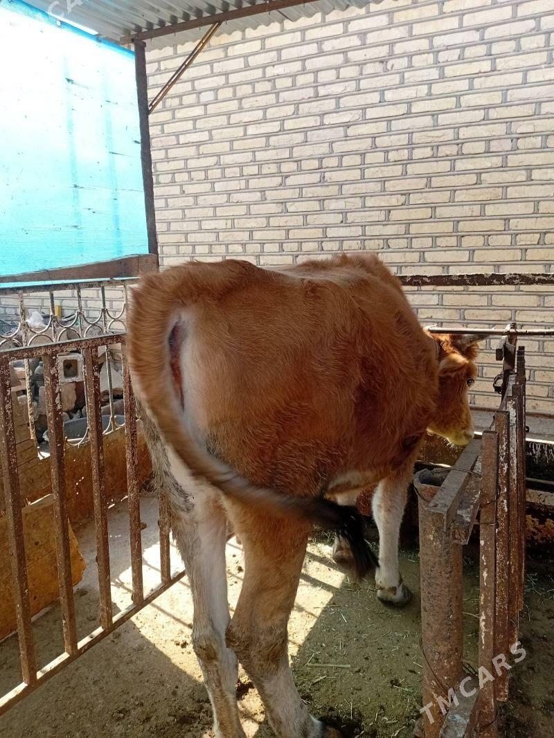 tüwe - Tejen - img 2