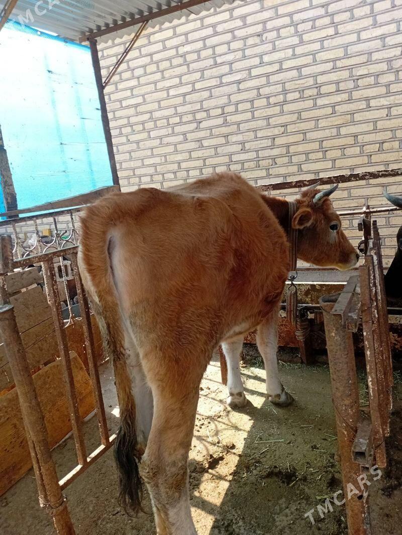 tüwe - Tejen - img 3