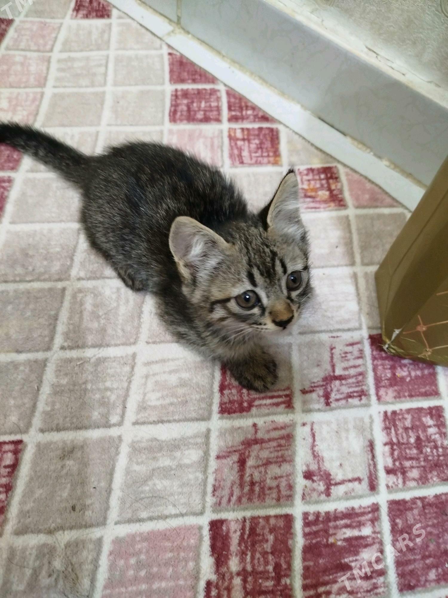 Pishikler - Дашогуз - img 2