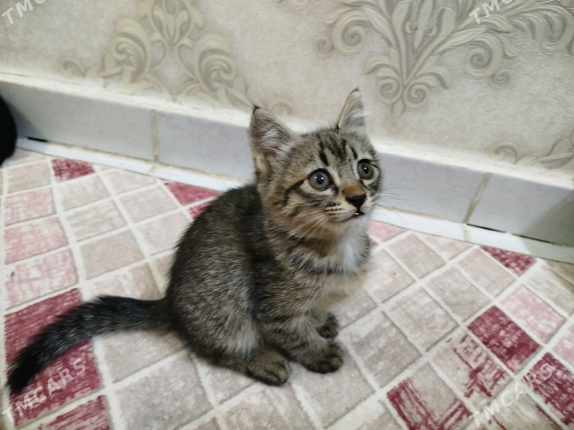 Pishikler - Дашогуз - img 1