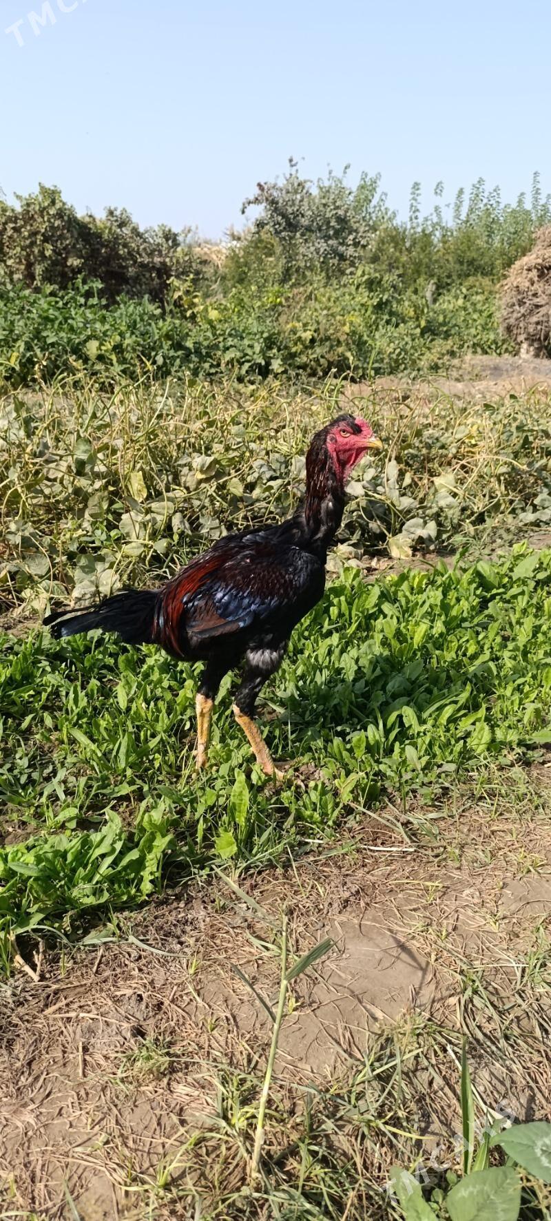 Baysy - Wekilbazar - img 10