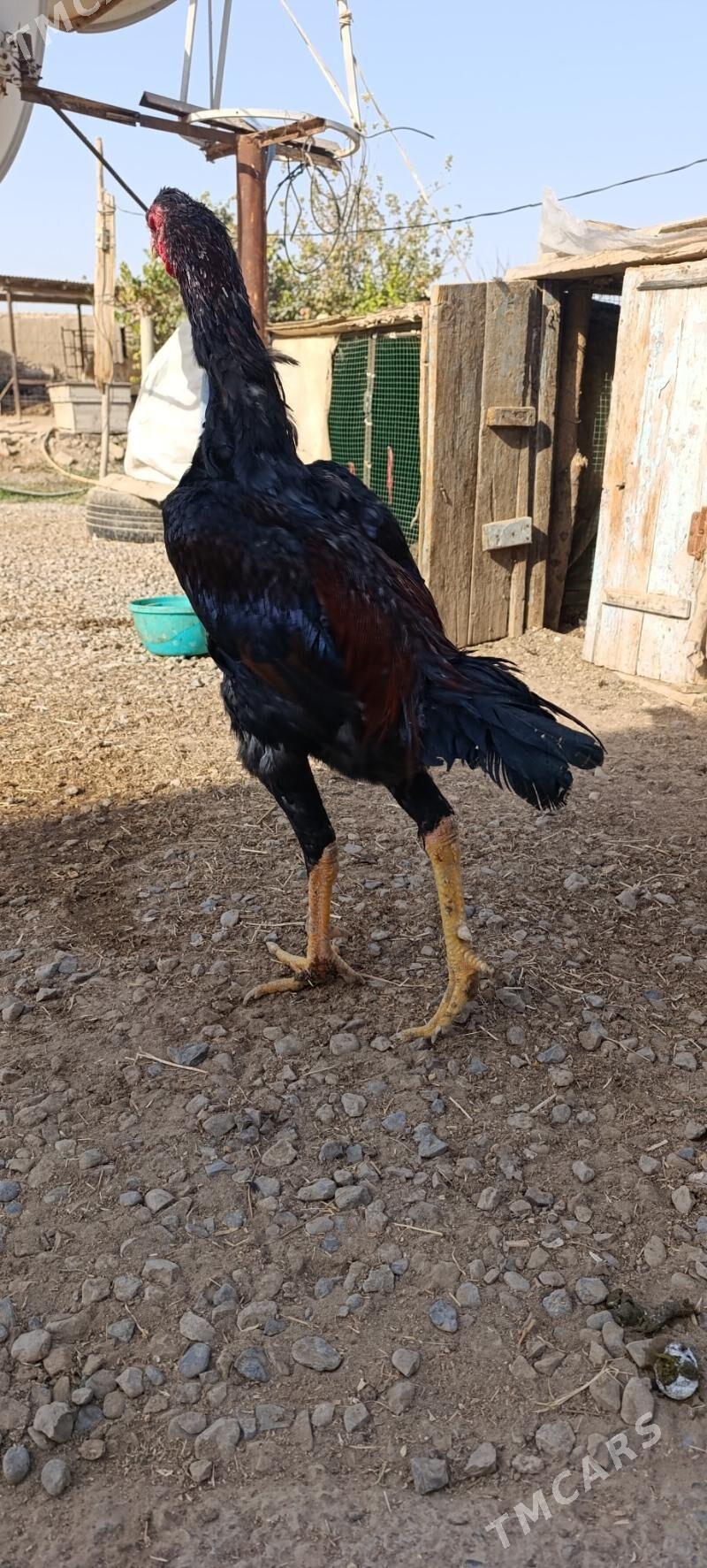 Baysy - Wekilbazar - img 9