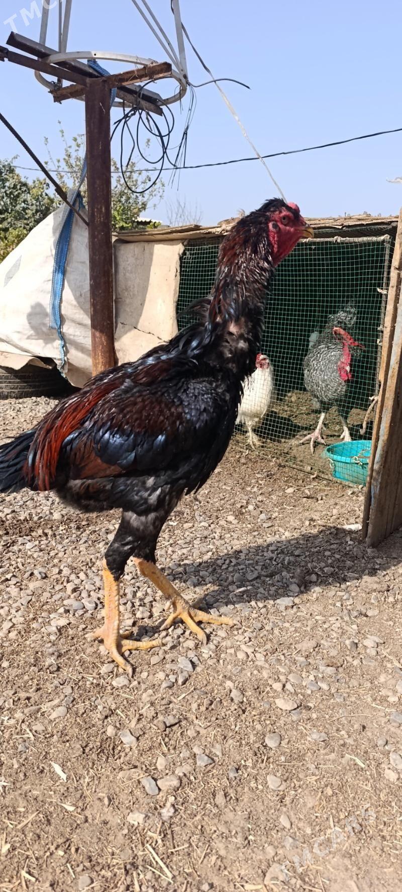 Baysy - Wekilbazar - img 5