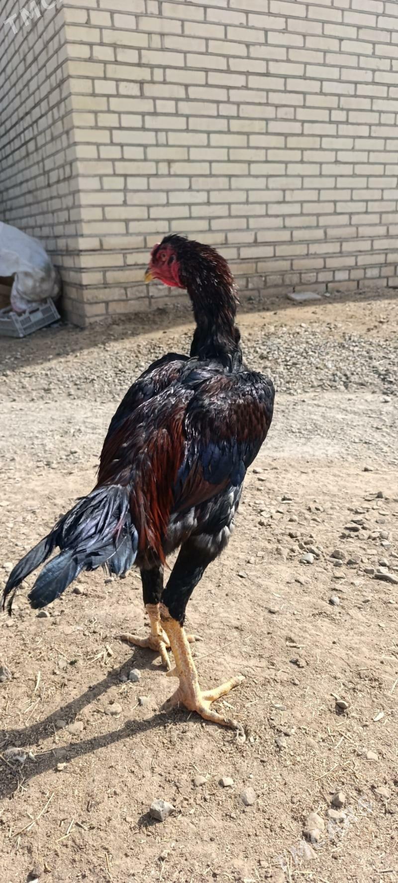 Baysy - Wekilbazar - img 2