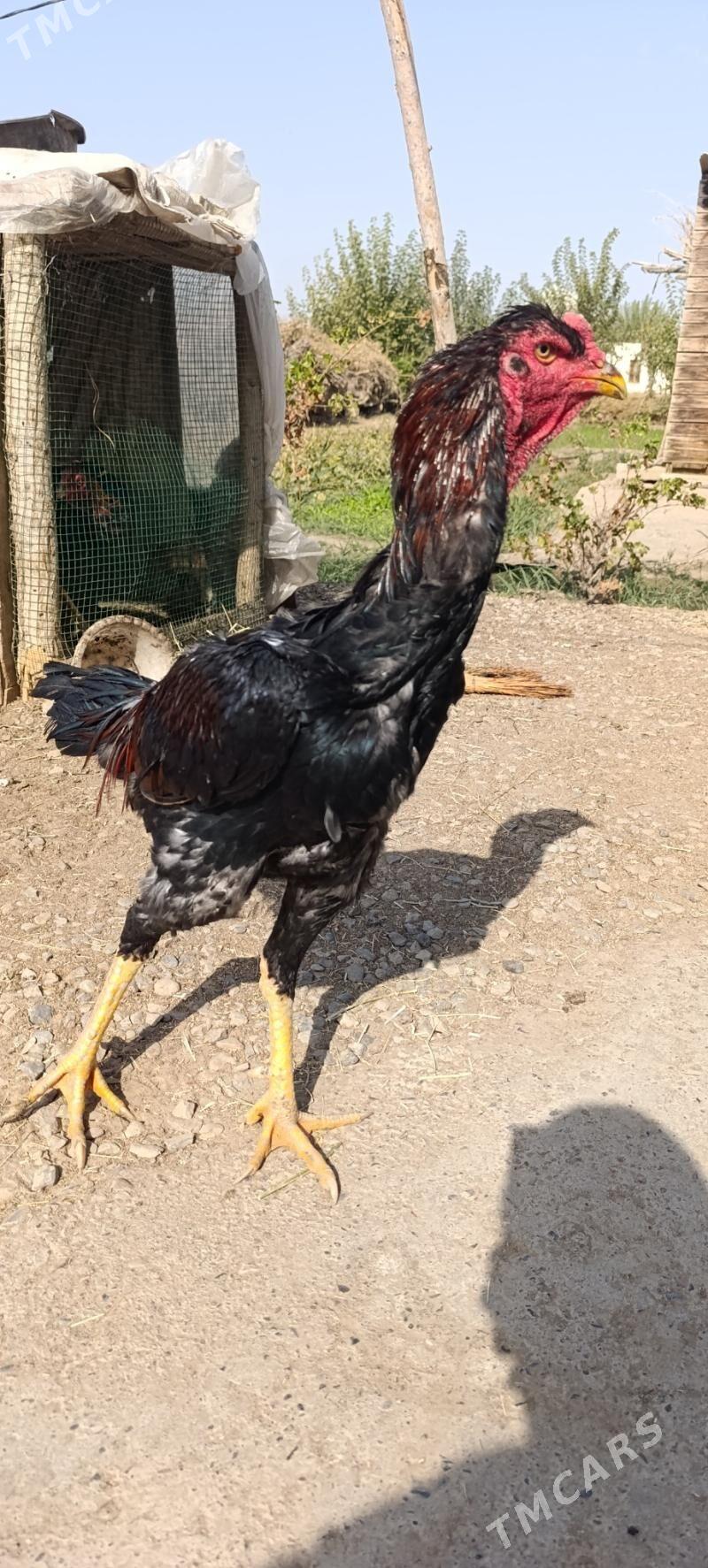 Baysy - Wekilbazar - img 4