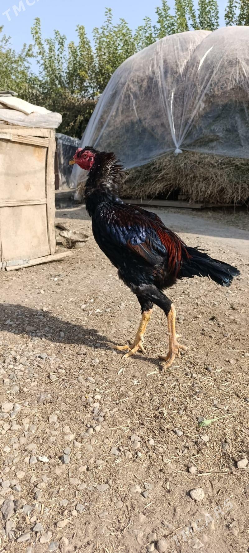 Baysy - Wekilbazar - img 8