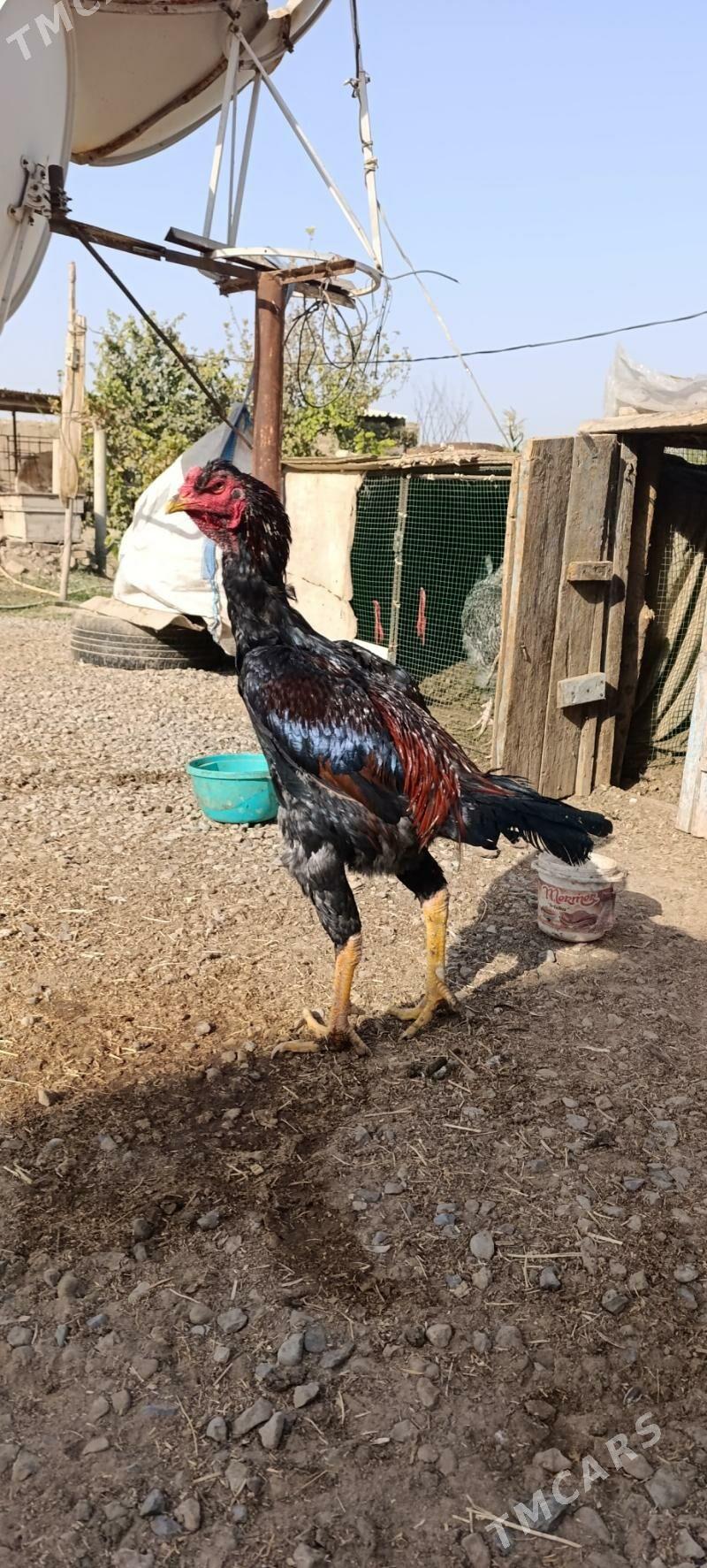 Baysy - Wekilbazar - img 1