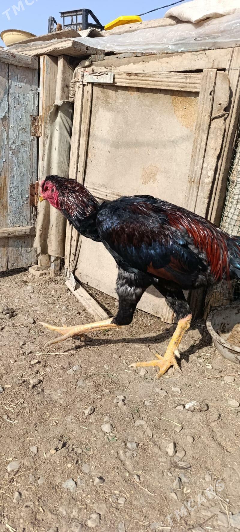 Baysy - Wekilbazar - img 3