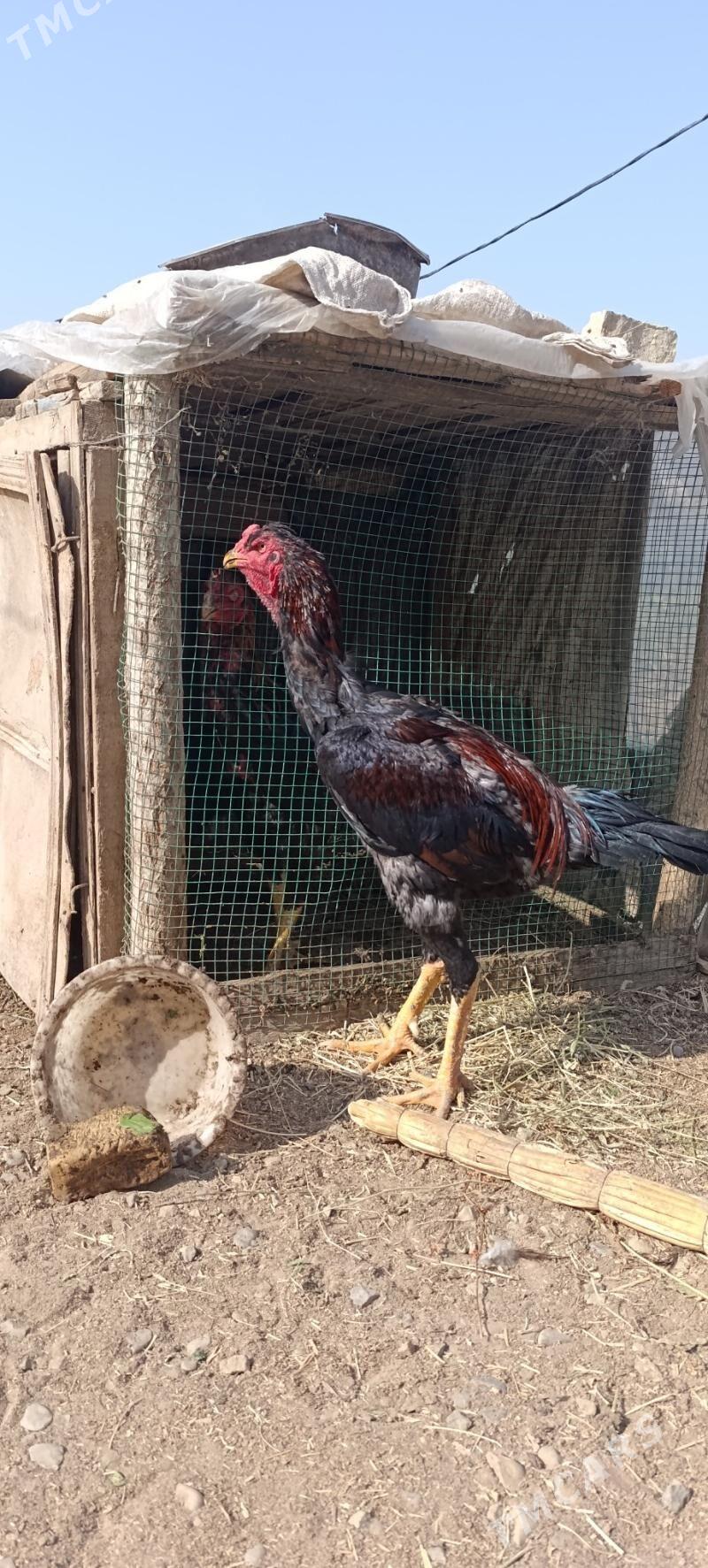 Baysy - Wekilbazar - img 7