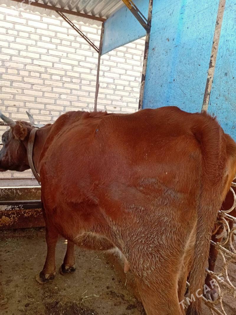 Sygyr - Теджен - img 1