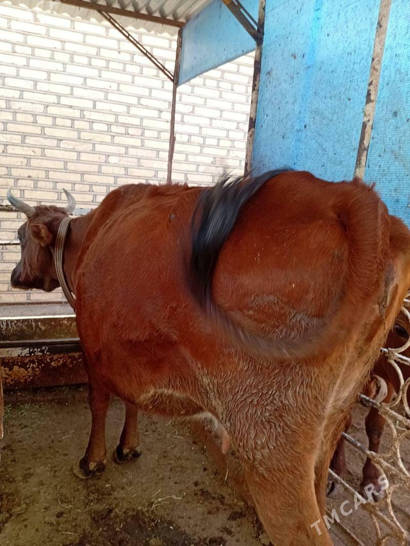 Sygyr - Теджен - img 3