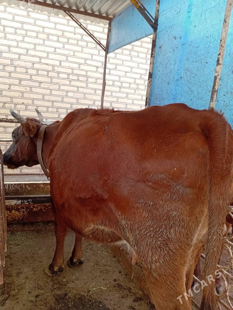 Sygyr - Теджен - img 2