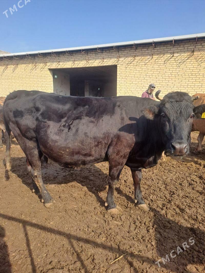 sagmal sygyrlar - Гарабекевюл - img 7