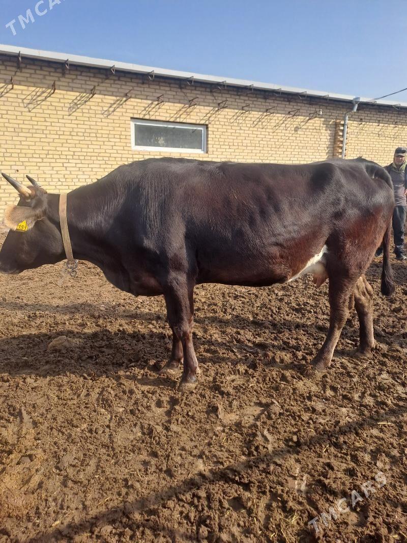 sagmal sygyrlar - Гарабекевюл - img 8