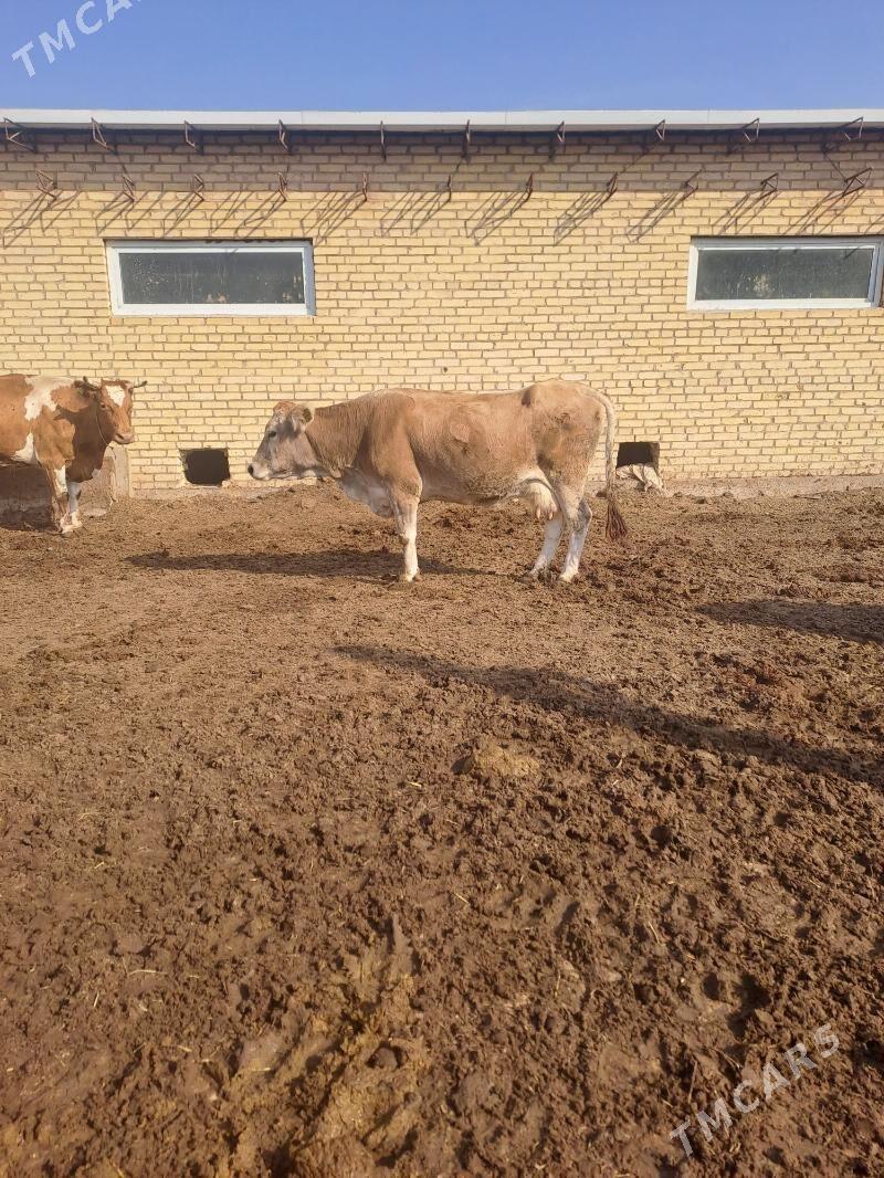 sagmal sygyrlar - Гарабекевюл - img 6