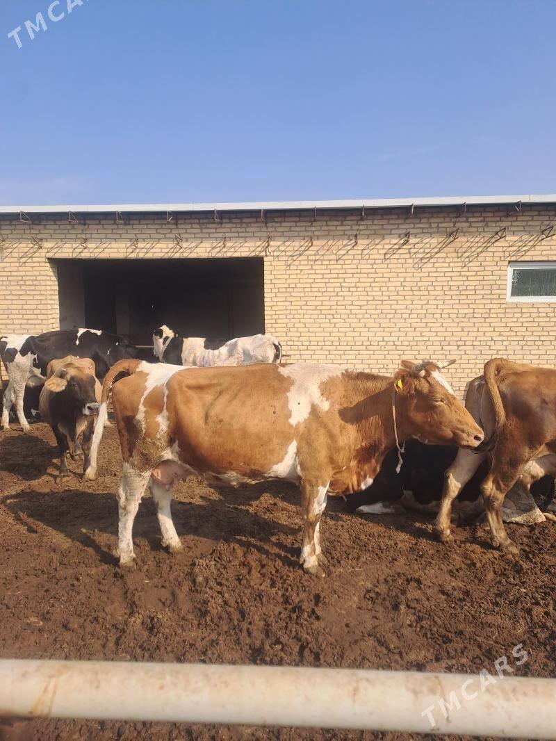 sagmal sygyrlar - Garabekewül - img 1