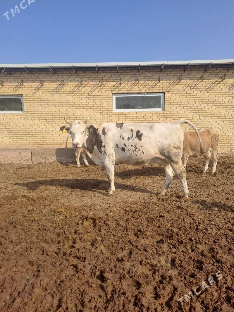 sagmal sygyrlar - Гарабекевюл - img 5