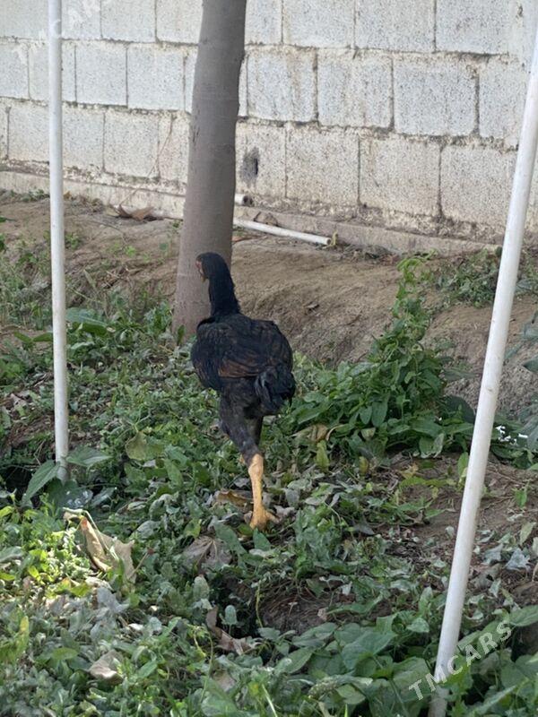 taskent juyje - Багир - img 2