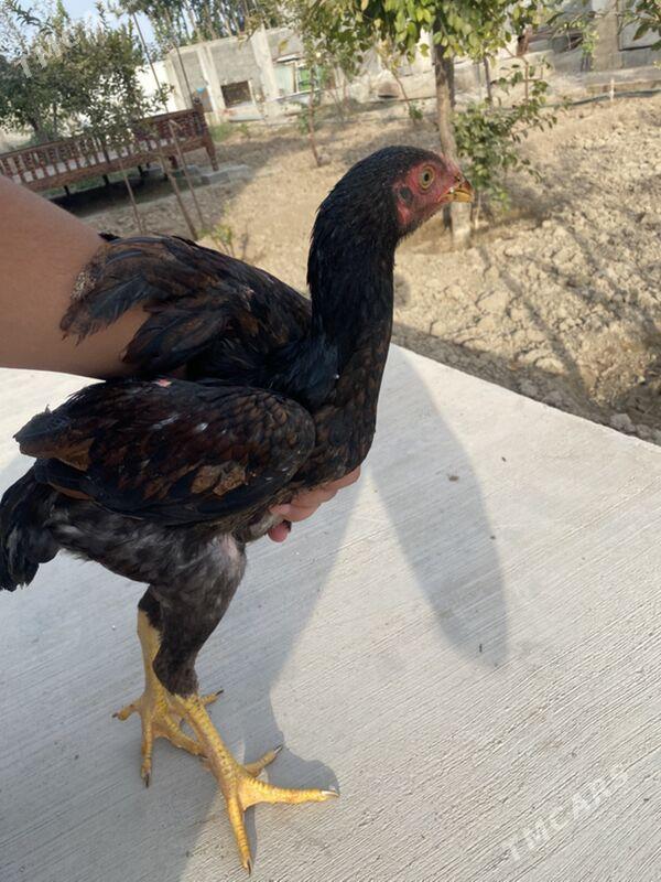 taskent juyje - Багир - img 3