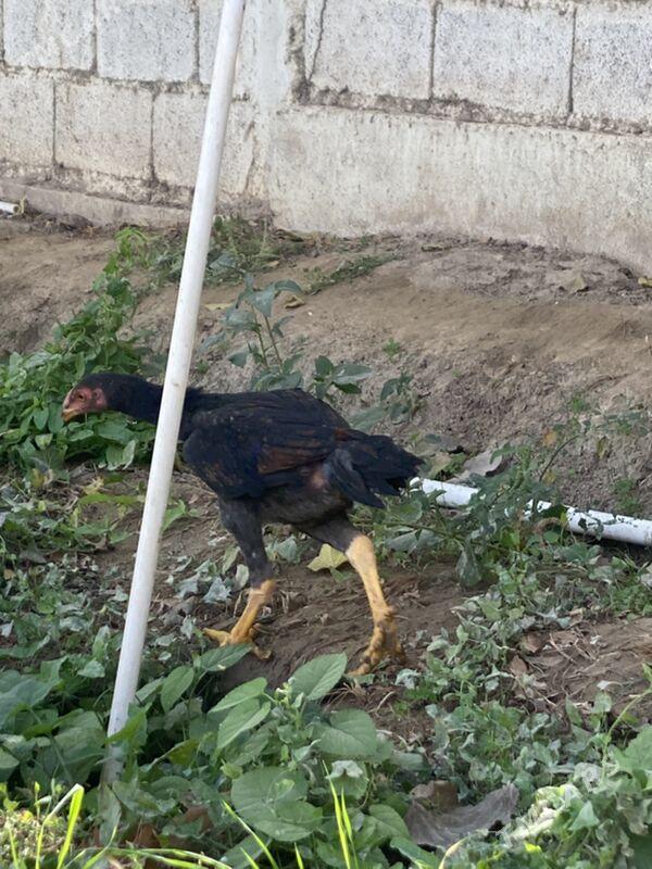 taskent juyje - Багир - img 6