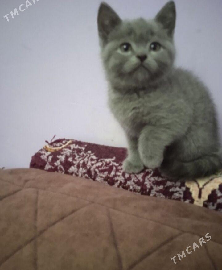 котята - Türkmenabat - img 1