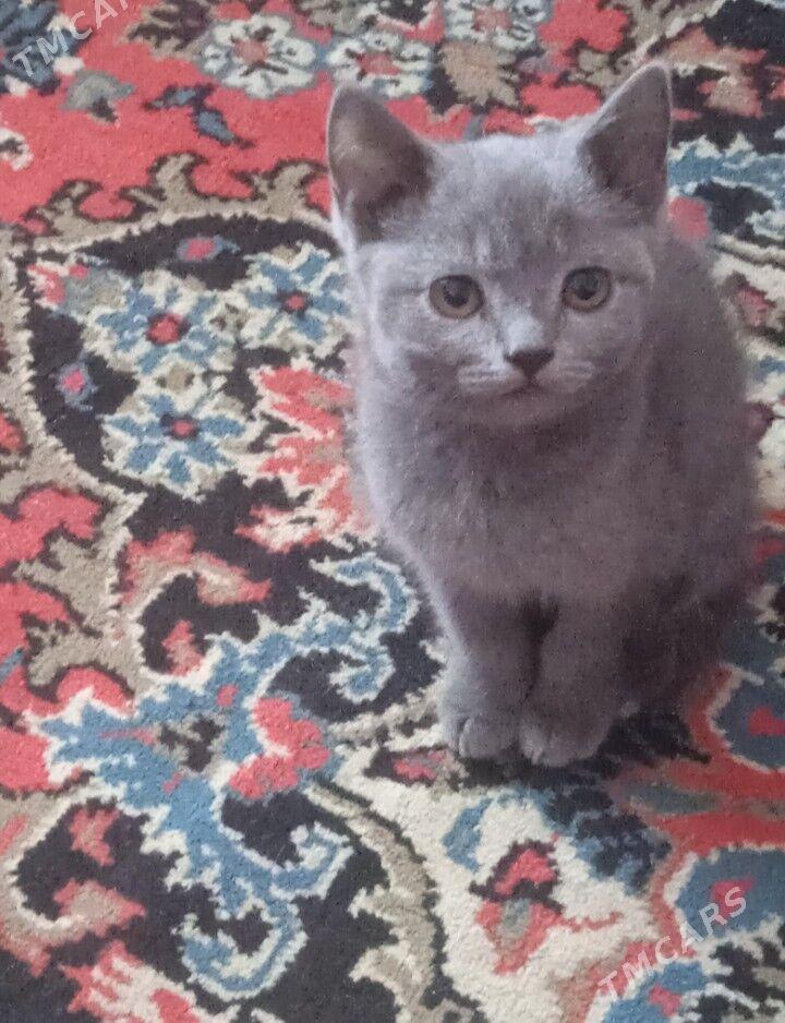 котята - Türkmenabat - img 2