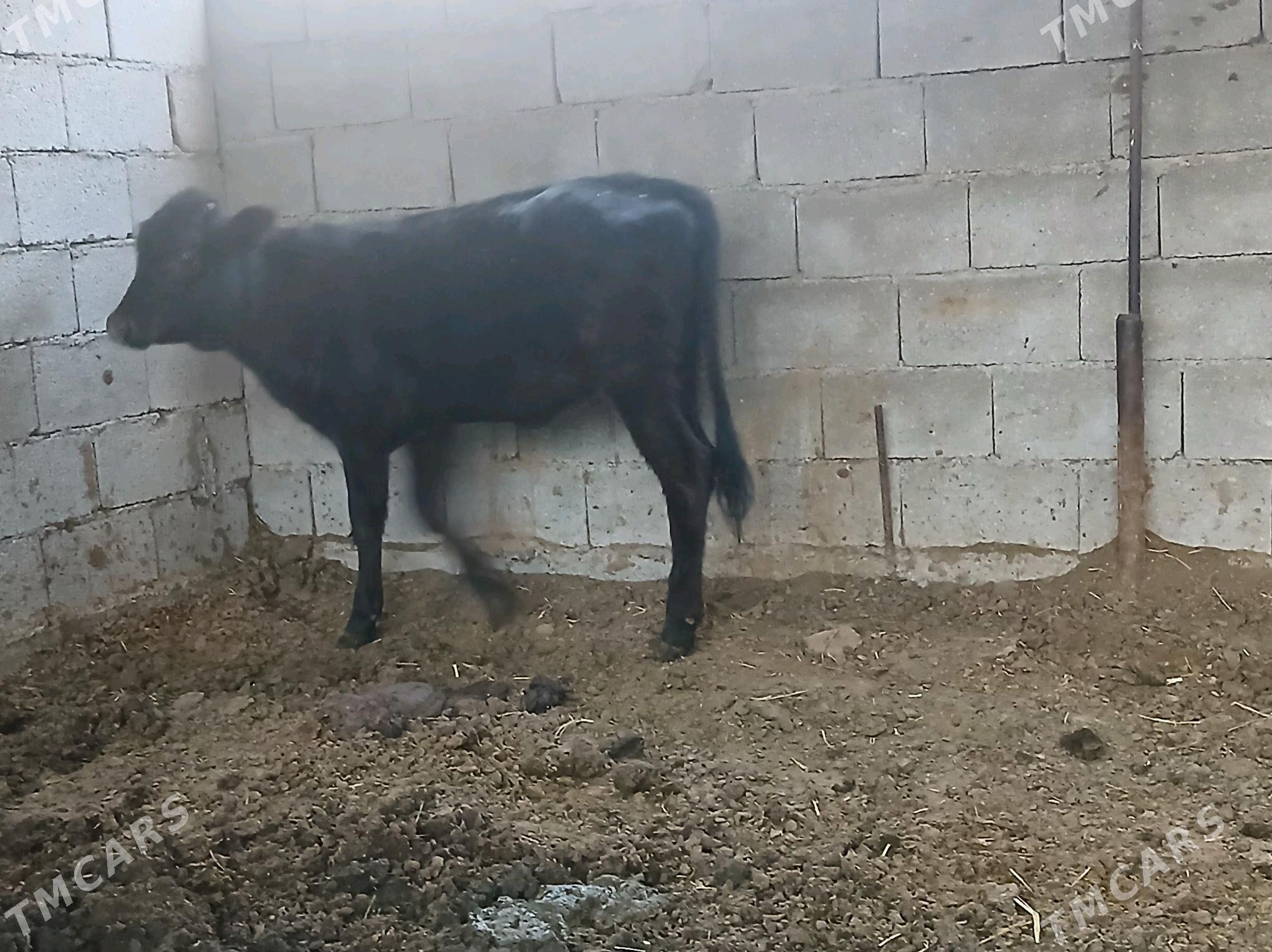 tuwe gibrit - Büzmeýin - img 3