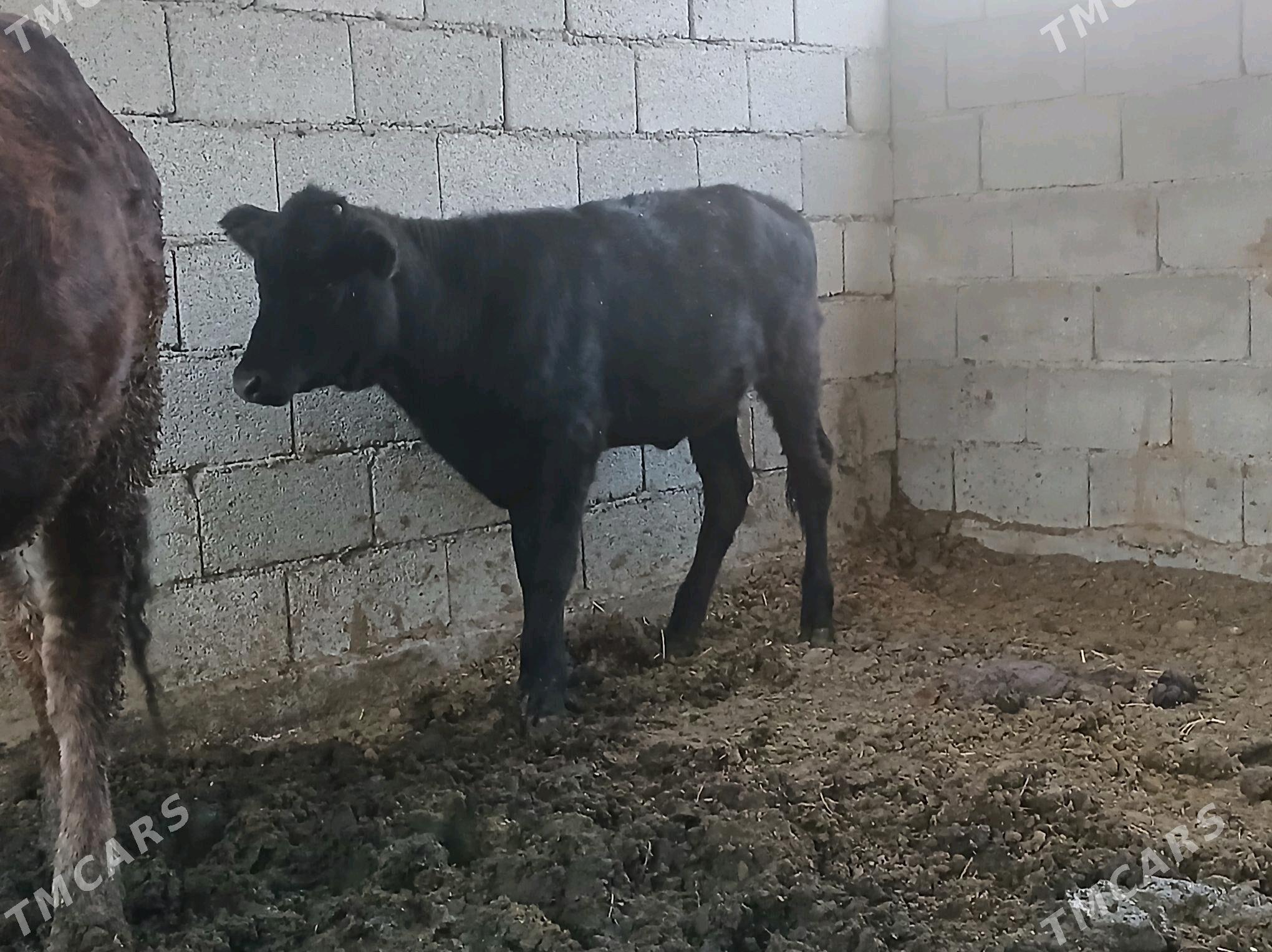 tuwe gibrit - Бузмеин - img 1