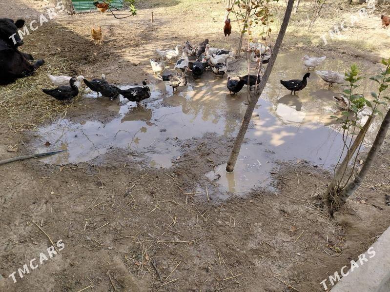 indutka horaz - Täze zaman - img 3