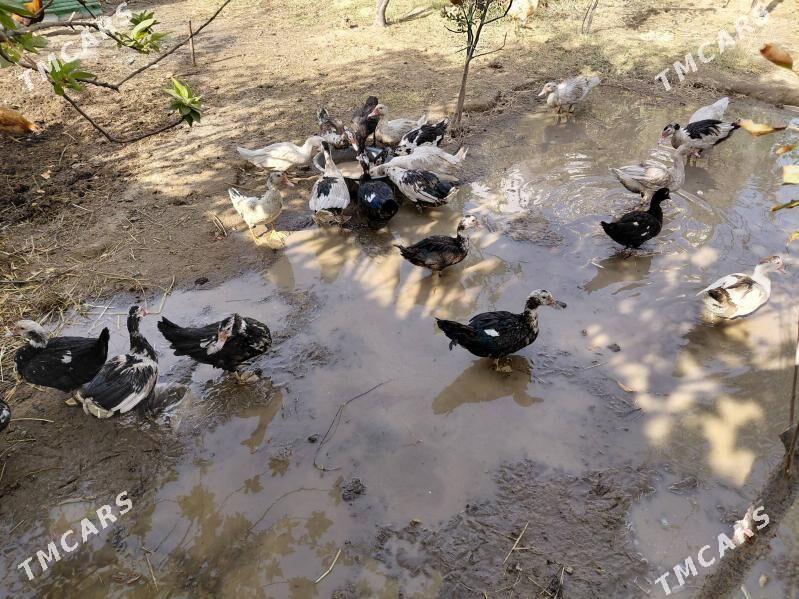 indutka horaz - Täze zaman - img 2