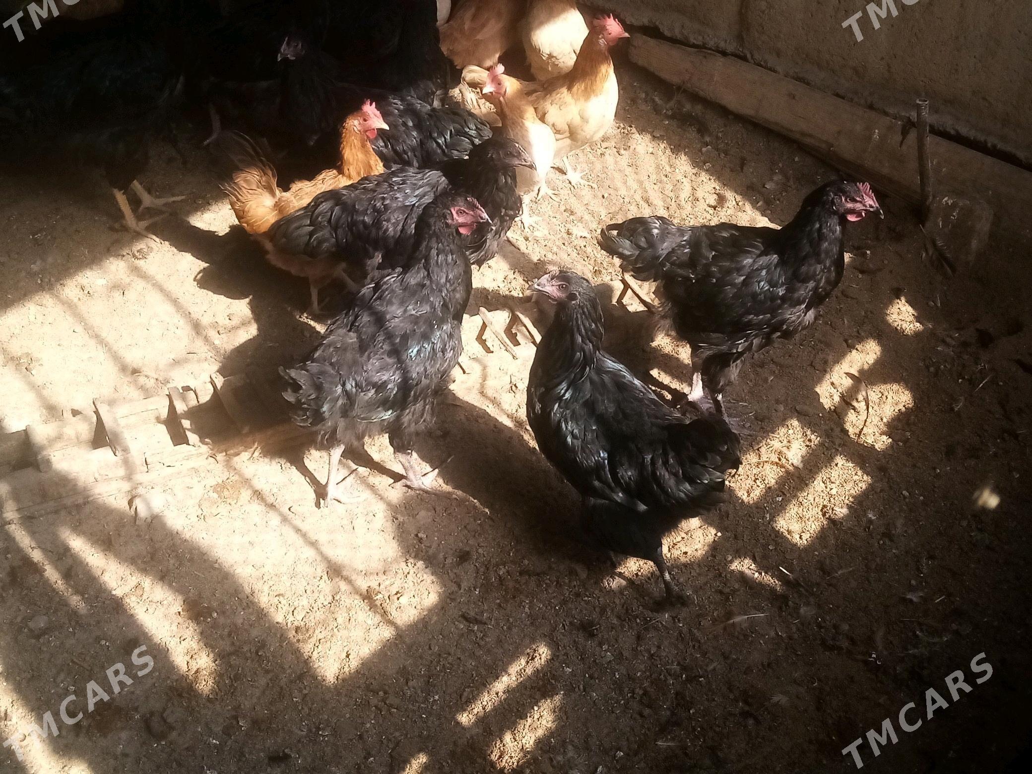 Bron juje - Gökdepe - img 2